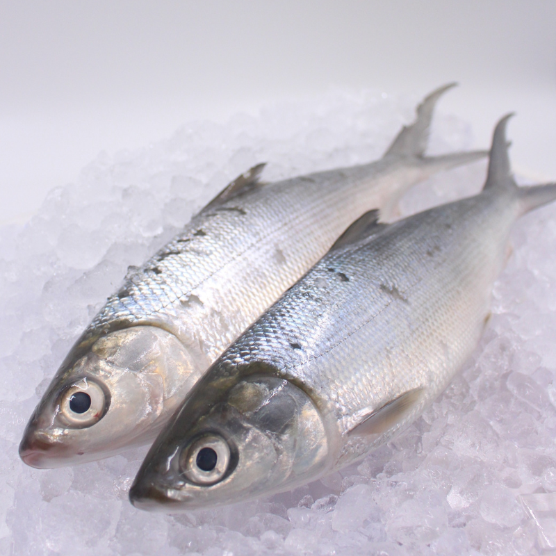 [PRE-ORDER] Fresh Chilled Bangus All Sizes (Milkfish)