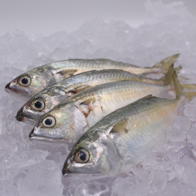 [PRE-ORDER] Fresh Chilled Hasa Hasa (Short-bodied Mackerel)