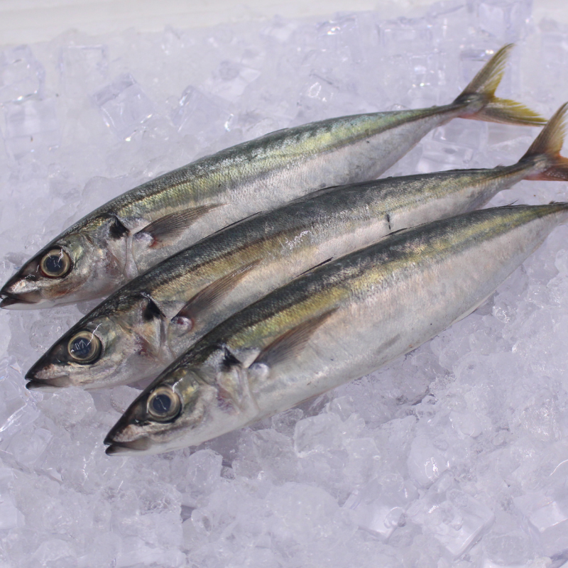 [PRE-ORDER] Fresh Chilled Mackerel