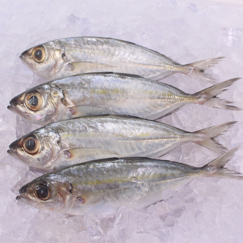 [PRE-ORDER] Fresh Chilled Matambaka (Bigeye Scad)