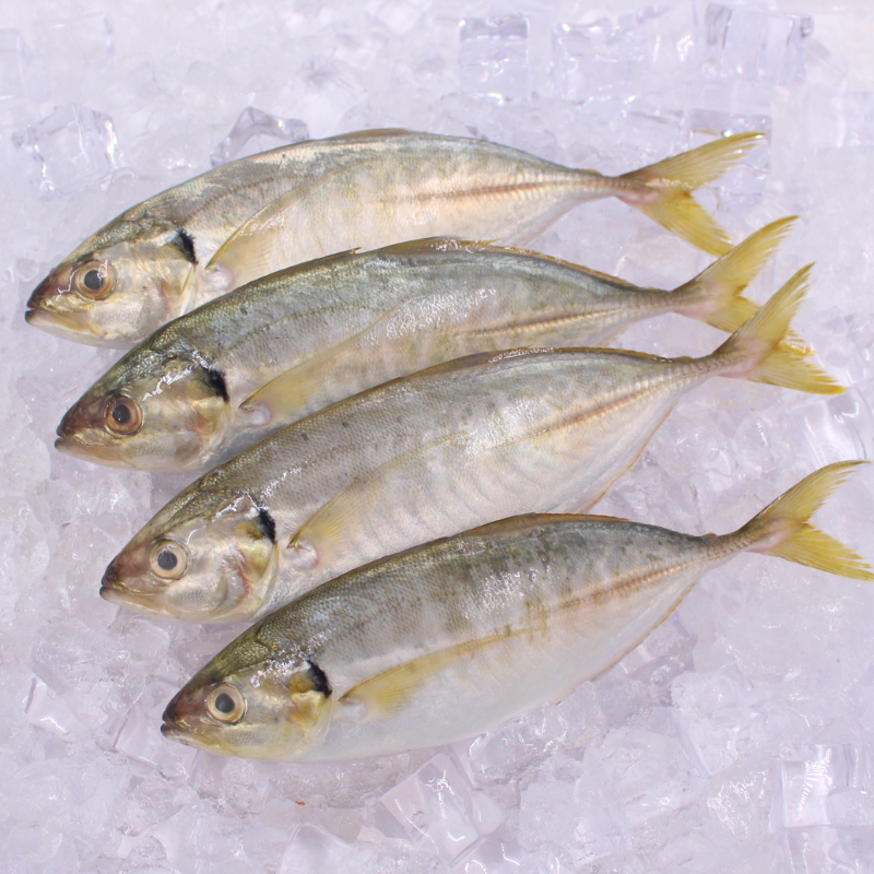 [PRE-ORDER] Fresh Chilled Salay Batang (Bigeye Trevally)