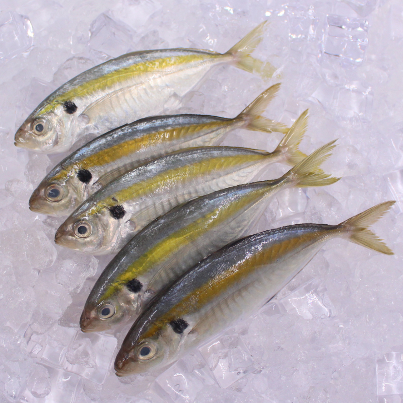 [PRE-ORDER] Fresh Chilled Salay Ginto (Yellowstripe Scad)