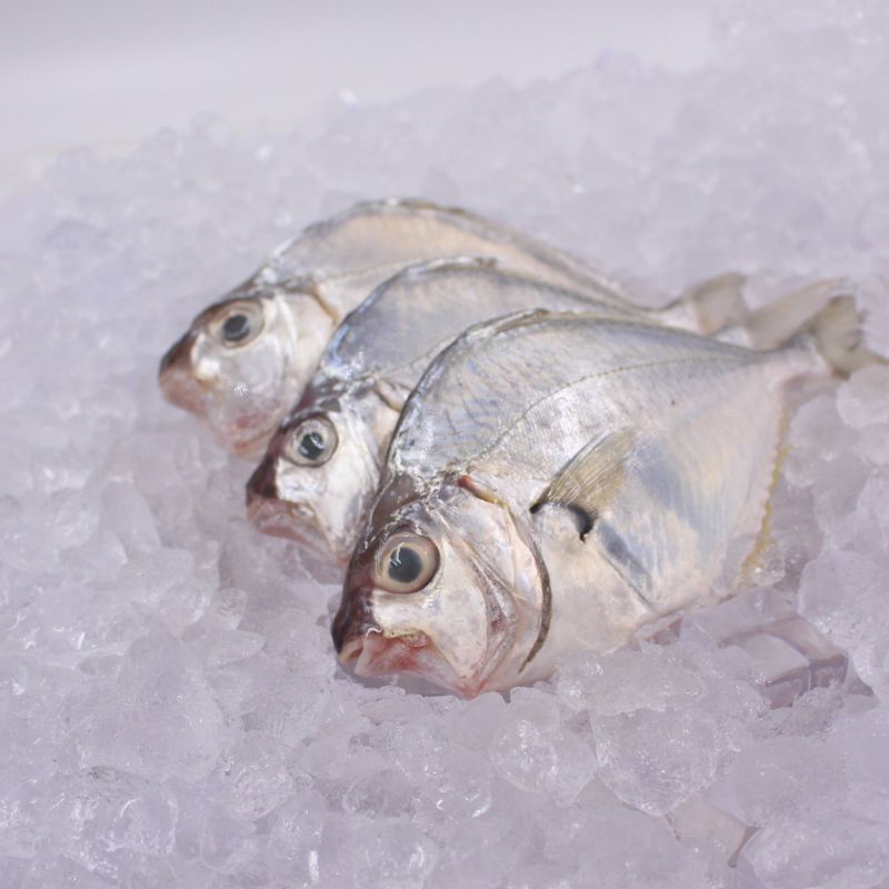 [PRE-ORDER] Fresh Chilled Sapsap (Ponyfish)