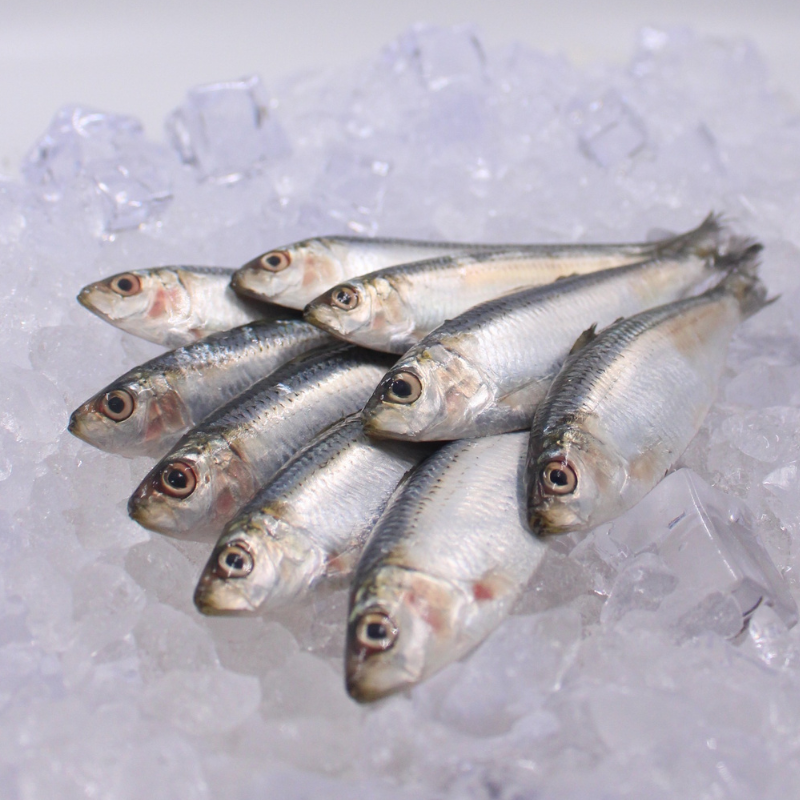 [PRE-ORDER] Fresh Chilled Tamban (Sardines)