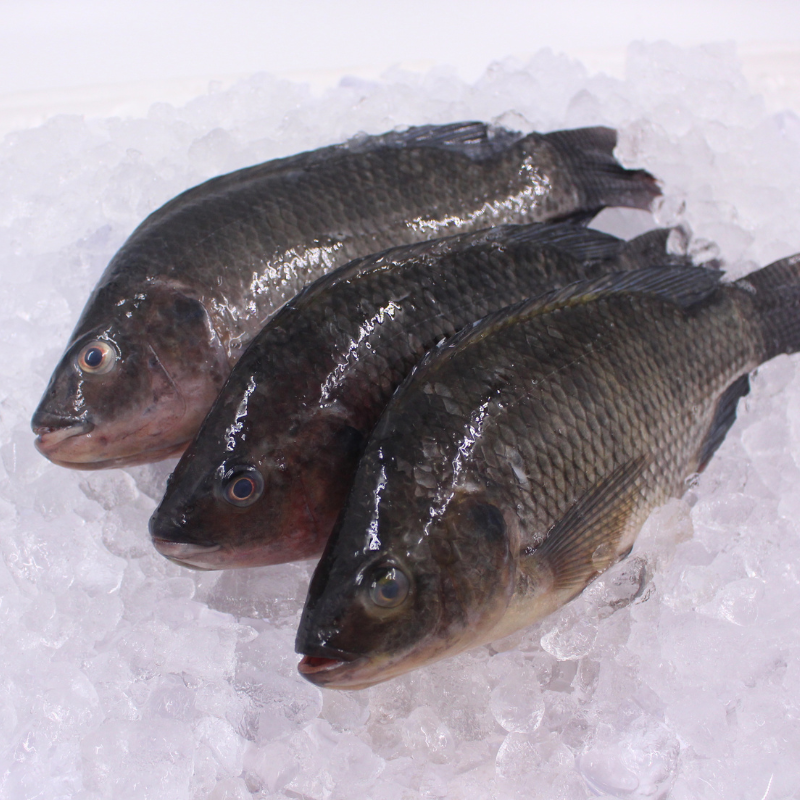 [PRE-ORDER] Fresh Chilled Tilapia