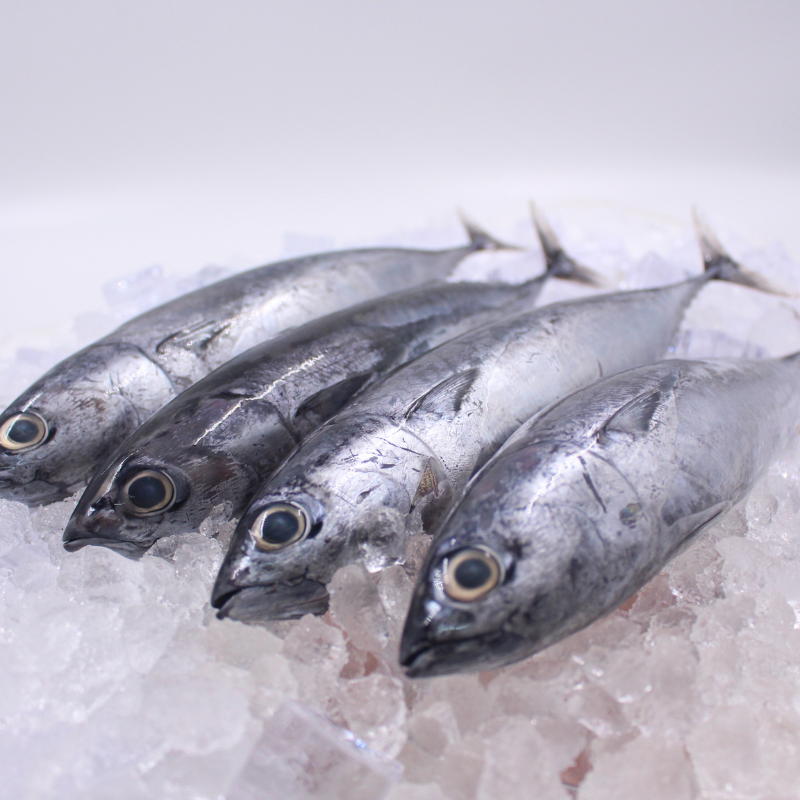 [PRE-ORDER] Fresh Chilled Tulingan (Bullet Tuna or Tuna Mackerel)